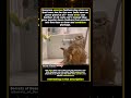SILENT KILLER  NOISY PROBLEM