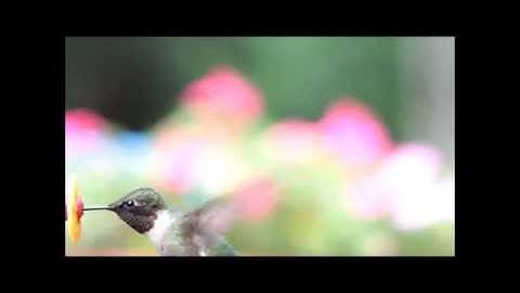 Hummingbird 30 sec