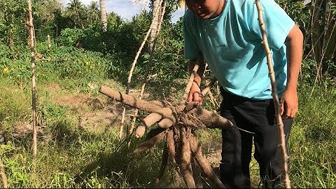 Lagi asik bakar singkong tiba tiba ⁉️ hujan nya turun besar sekali