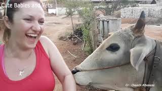 Best Animal News Bloopers Compilation