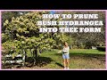 How to Prune a Shrub Hydrangea Into a Tree Form