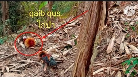 #ต่อไก่ป่าเข้าดีมาก dib qaib qus tuaj zoo tiag2
