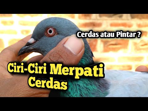 Video: Otak burung dan ciri-cirinya