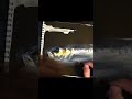 芸大美大受験　イワシを描写してみた　Acrylic drawing fish artwork
