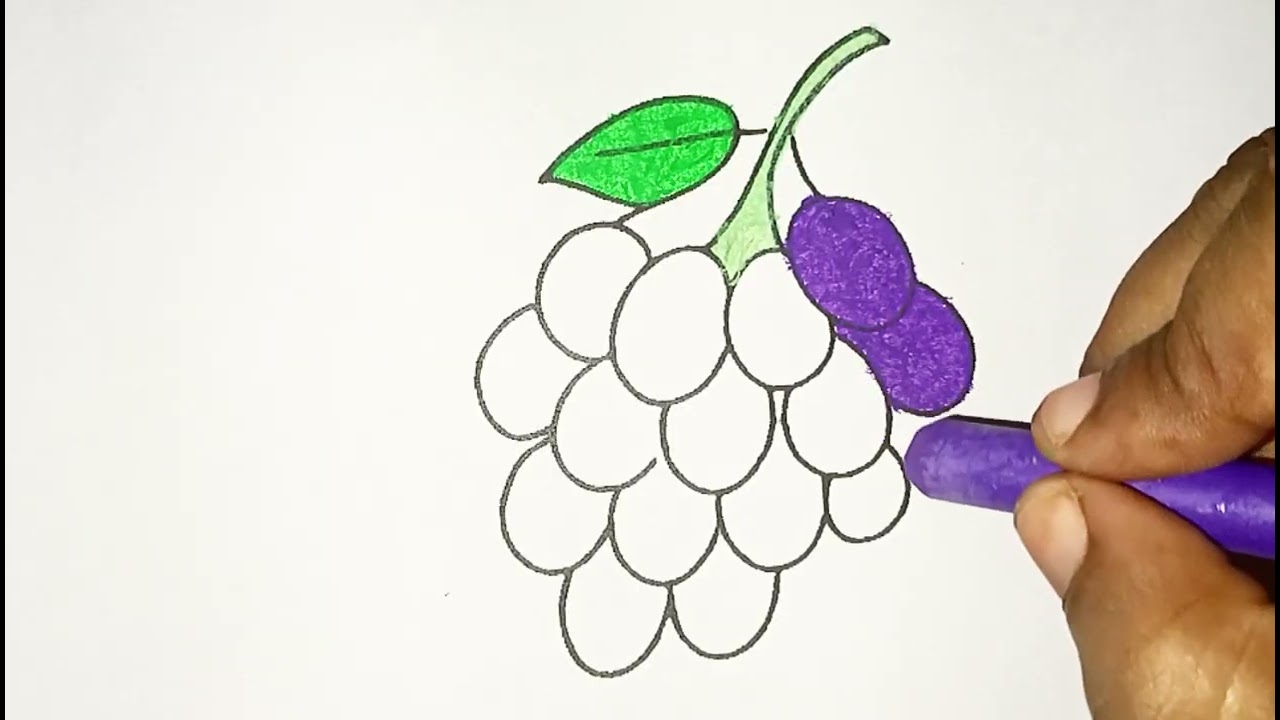 How to Draw and Color Grapes 