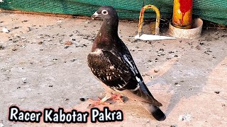 Racer Kabootar Pakra Hashim Mahmood Pigeons