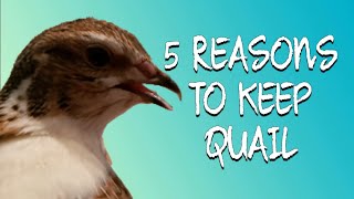5 Reasons Coturnix Quail are the Perfect Homestead Birds | Benefits of Raising Quail at Home