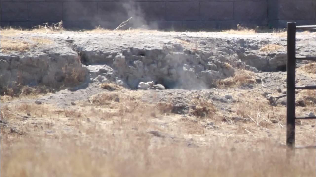 Ground Squirrel down! .22 cal 32.8gn Varmint Knockers. varmintknockers