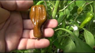 ⟹ Pepperoncini #2 - Pepper Capsicum annuum UPDATE 7/27/2016 #pepper