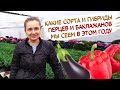 Какие перцы и баклажаны мы сеем в этом году!