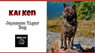 KAI KEN | Tiger Dog | Dog Breed [facts] | BBG K9 by BBG K9 516 views 1 year ago 3 minutes, 44 seconds
