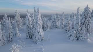 Футаж зимнего леса (Winter forest footage) 1920х1080 25 frames