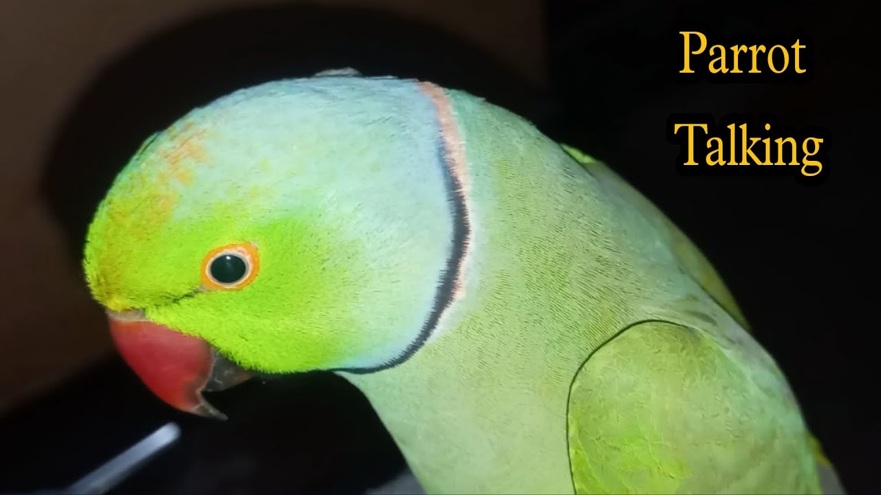 #Newvideo Parrot Talking .Mittu babu @Mr.Princevloger @PARROTDIPANKAR ...