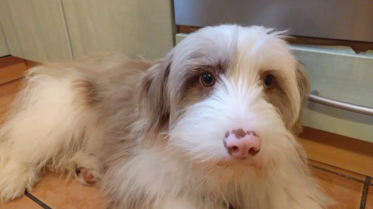 Boomer A Cute Dog L Anjing Lucu Di Jerman Youtube