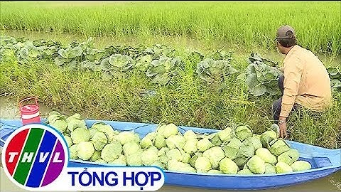 THVL | Bắp cải trắng được mùa được giá