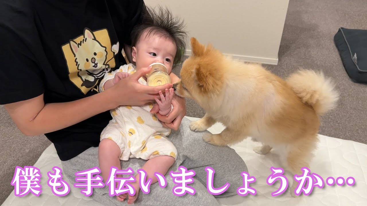 ミルクに苦戦する赤ちゃんを見かけたポメラニアンの反応が可愛過ぎました…
