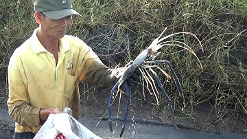 BẮT TÔM CÀNG MÀ TƯỞNG AO TÔM HÙM NHÌN ÁM ẢNH VỚI NHỮNG CON TÔM KHỔNG LỒ/CATCH SHRIMP NGÃ NĂM TV