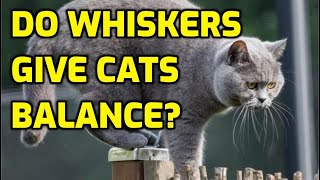 Do Cats Whiskers Affect Their Balance?