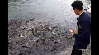 ASMR Fish Feeding Frenzy | Feeding the Fishes in Nainital lake