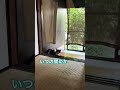 いつの間にか家の中に入ってきた野良猫ちゃん。。/動揺する私と冷静なせんちゃん #温泉街に暮らす猫#野良猫ちゃん