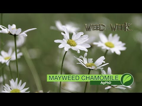 Weed of the Week #1071 Mayweed Chamomile (Air Date 10-14-18)