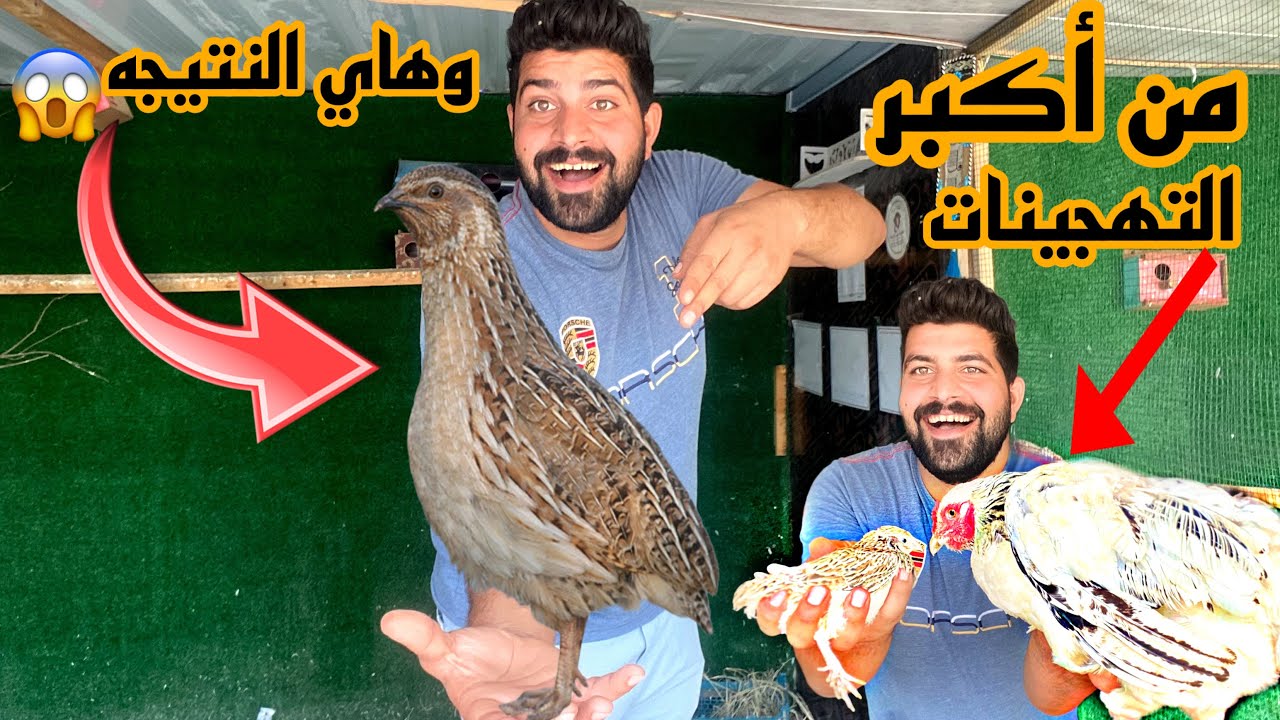 طريقه تهجين فحل السمان ويه الدجاجه😳تفقيس جديد وعمل جديد