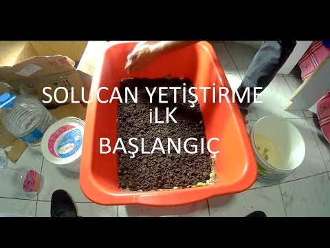 Video: Balıkçılık Için Solucanlar Nasıl Yetiştirilir