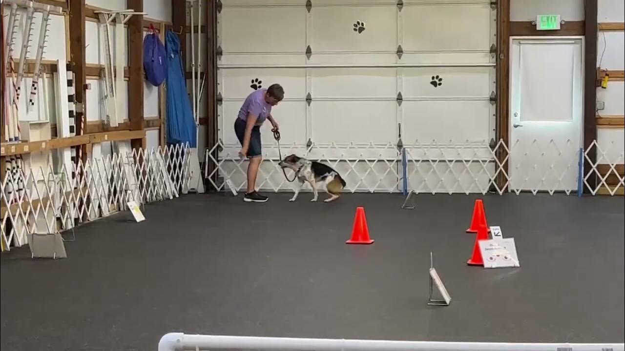 Dreyfus akc rally intermediate youtube