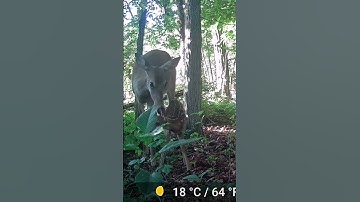 Don’t MESS with Momma!