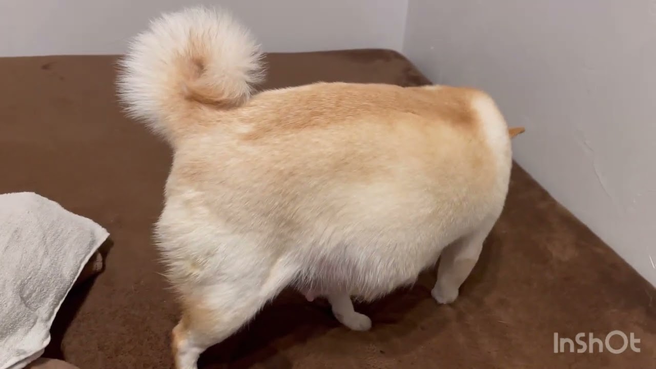 豆柴マロン　2回目の出産