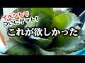 念願の観葉植物ゲット!”100均の神植木鉢”で植え替えします♪【ホヘンベルギア】