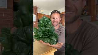 2022 spring csa week 1 unboxing