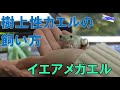 【ペットずかん】イエアメガエル編 #33 2022/2/8 放送