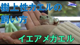 イエアメガエルの飼い方 22 2 8 放送 ペットずかん 33 Youtube