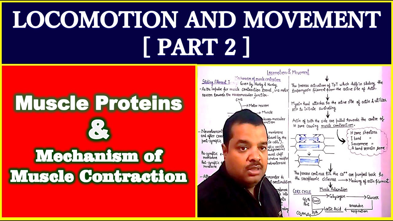 Locomotion and Movement for NEET | Part 2 | Muscle Proteins and ...
