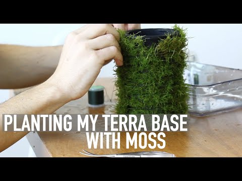 The BEST Moss For Terrariums (Top 3) 