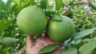Pomelo Tree Full of Giant Fruits! 😍You Won't Believe These Pomelos! 🤯Perfect Pomelo Harvest 2026! 🌿🍊