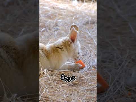 ثعلب الفنك سفير الصحراء ذو الأذنين الكبيرتين