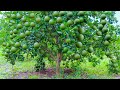 Grafting young green shoots of orange tree on lemon tree by t budding  orange cultivation technique