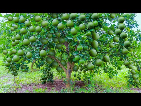 Grafting Young Green Shoots Of Orange Tree On Lemon Tree by T Budding - Orange Cultivation Technique