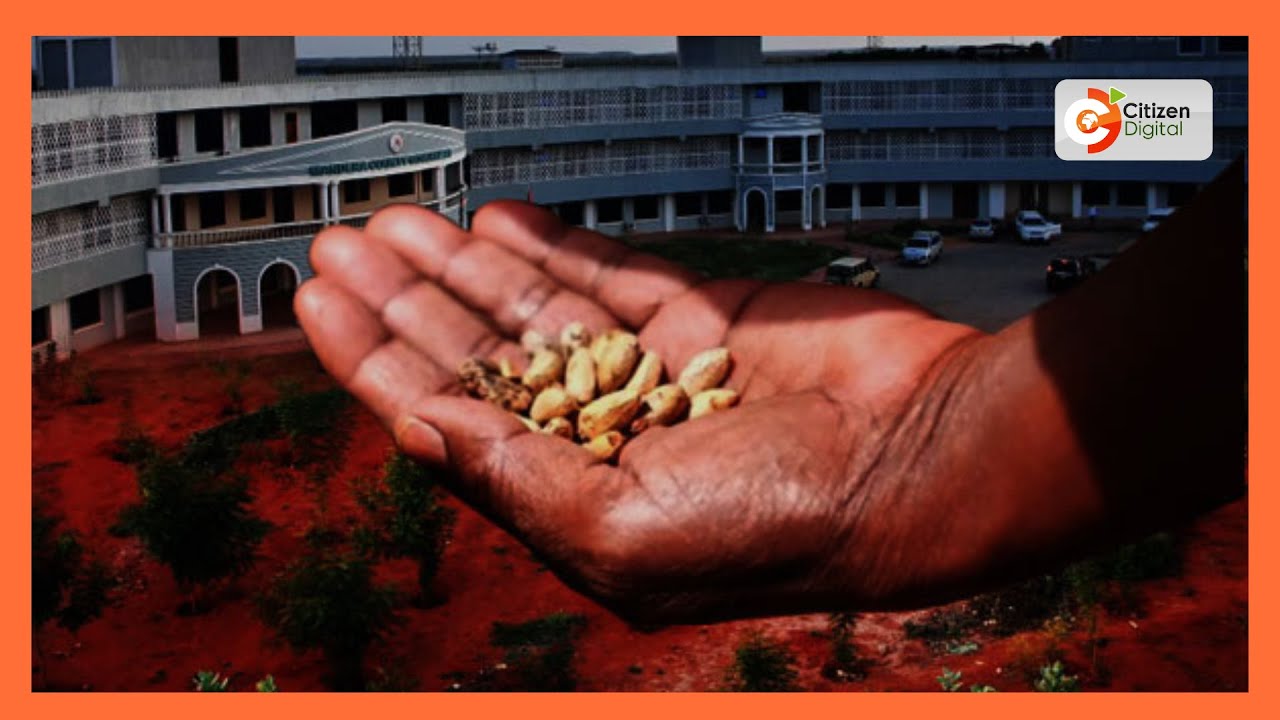 Miti ya matumaini Mandera