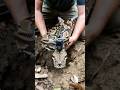 Tiny Camera on Baby Python Enters Hidden Snake Colony 🐍😱