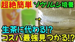 【2021年最新】絶対に失敗しないゾウリムシの培養方法に新しい風が吹いてきた【衝撃の結果】