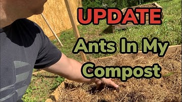Update On Ants In My Compost