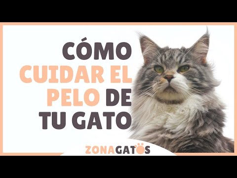 Video: Cómo Cuidar El Pelaje De Tu Gato