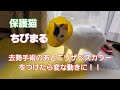 保護猫　ちびまる　去勢手術後にエリザベスカラーをつけたら変な動きに…