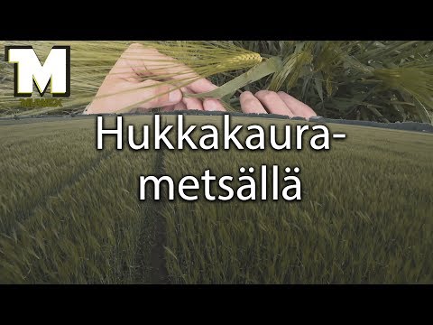 Video: Milloin ruohonleikkuu lopetetaan?