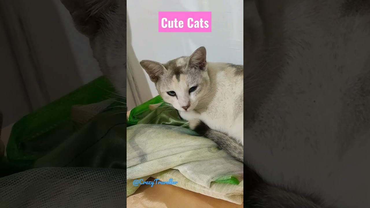 Cute Cat video 