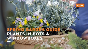 Spring Garden Guide: Planting in pots and window boxes