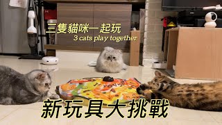 Three cats playing together~New toy challenge, who will be the first to get angry? !